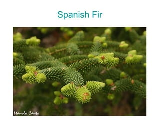 Spanish   Fir 