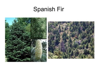 Spanish Fir  