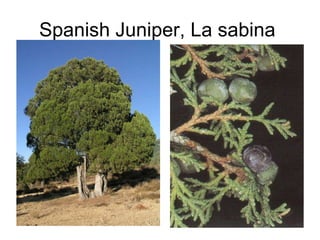 Spanish Juniper, La sabina  