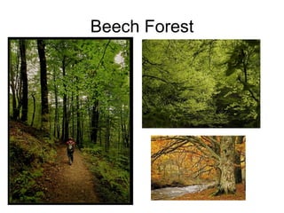 Beech Forest 