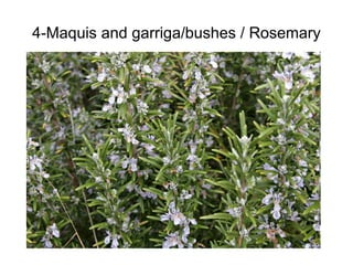 4-Maquis and garriga/bushes / Rosemary 