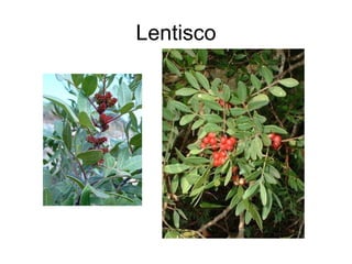 Lentisco 