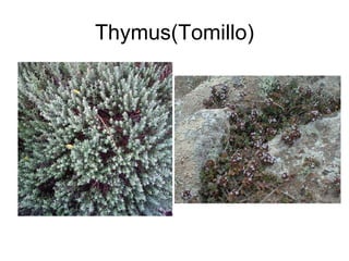 Thymus(Tomillo) 
