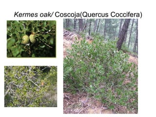 Kermes oak/  Coscoja(Quercus Coccifera) 