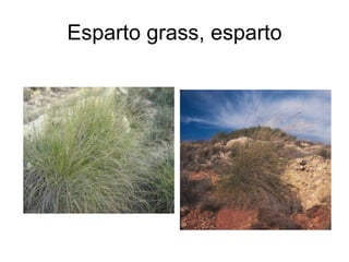 Esparto grass, esparto 