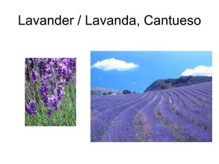 Lavander / Lavanda, Cantueso 