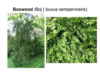 Boxwood  /Boj ( buxus sempervirens) 