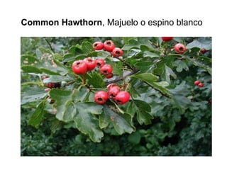 Common Hawthorn , Majuelo o espino blanco   