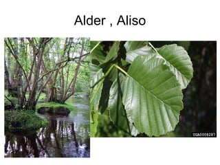 Alder , Aliso 