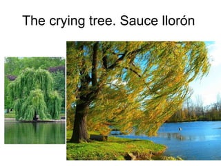 The crying tree. Sauce llorón  