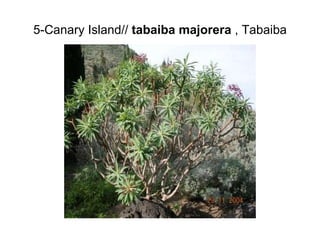 5-Canary Island//  tabaiba majorera  , Tabaiba 