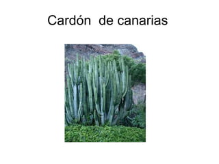 Cardón  de canarias  