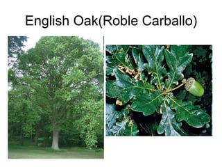 English Oak(Roble Carballo) 