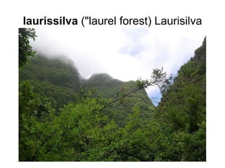 laurissilva  ("laurel forest) Laurisilva 