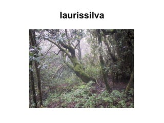 laurissilva 
