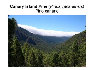 Canary Island Pine  ( Pinus canariensis ) Pino canario 