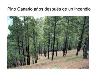 Pino Canario años después de un incendio 