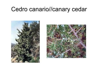 Cedro canario//canary cedar 