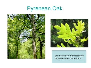 Pyrenean   Oak   Sus hojas son marcescentes Its leaves are marcescent  