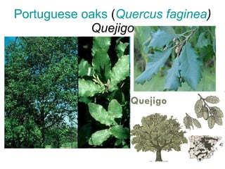 Portuguese   oaks  ( Quercus  faginea ) Quejigo 