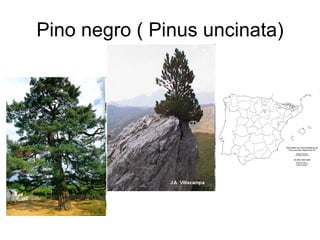 Pino negro ( Pinus uncinata) 