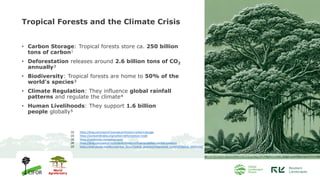 The Role and Importance of Tropical Carbon Sinks in the Context of ...