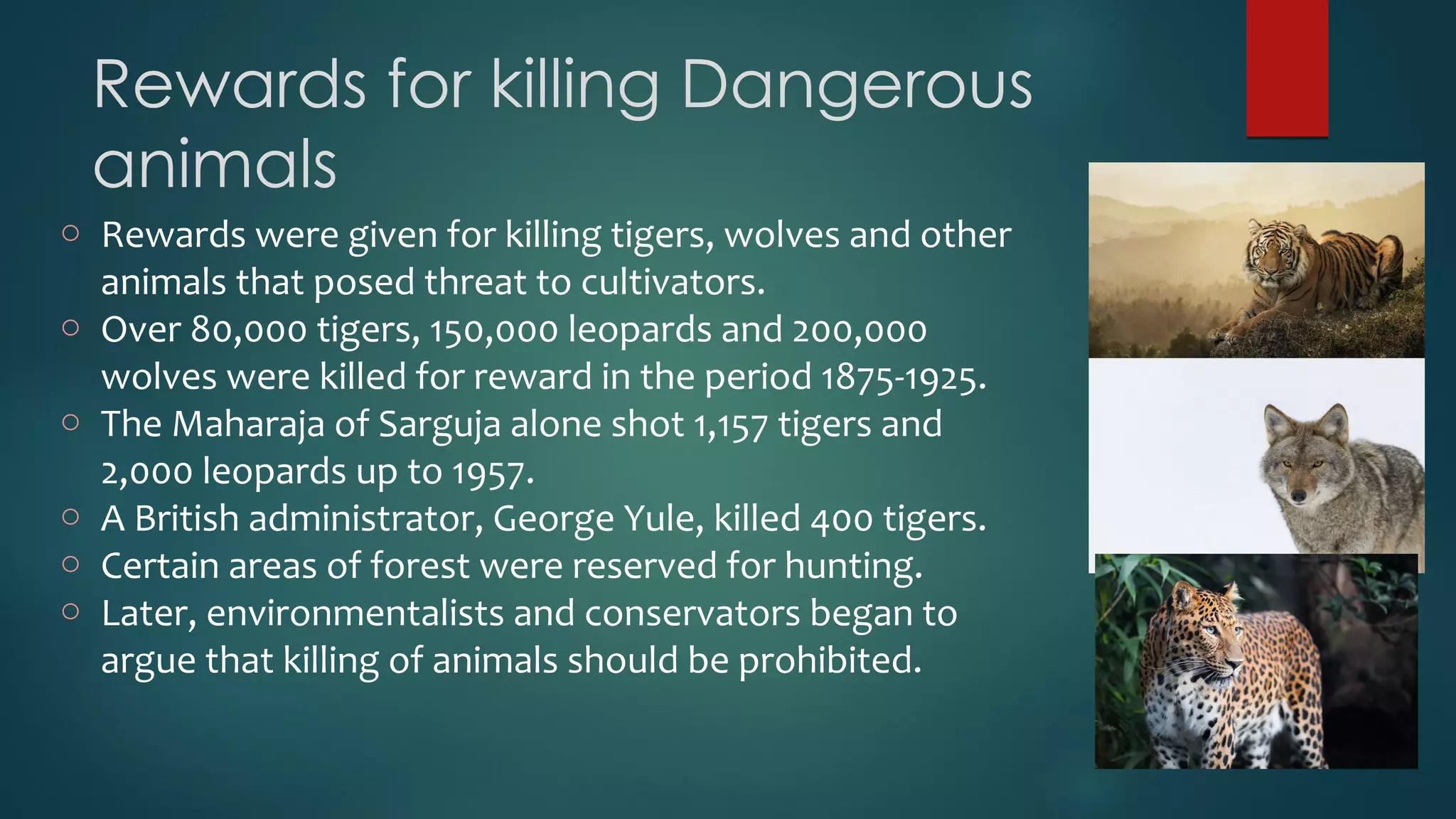 Rewards for killing Dangerous
animals
o Rewards were given for killing tigers, wolves and other
animals that posed threat to cultivators.
o Over 80,000 tigers, 150,000 leopards and 200,000
wolves were killed for reward in the period 1875-1925.
o The Maharaja of Sarguja alone shot 1,157 tigers and
2,000 leopards up to 1957.
o A British administrator, George Yule, killed 400 tigers.
o Certain areas of forest were reserved for hunting.
o Later, environmentalists and conservators began to
argue that killing of animals should be prohibited.
 