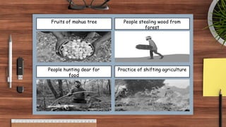 Fruits of mahua tree People stealing wood from
forest
Practice of shifting agriculture
People hunting dear for
food
 