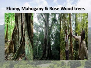 Ebony, Mahogany & Rose Wood trees
 