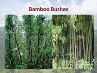 Bamboo Bushes
 
