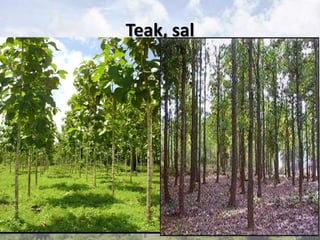 Teak, sal
 