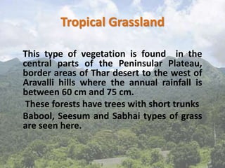 Tropical Grassland
This type of vegetation is found in the
central parts of the Peninsular Plateau,
border areas of Thar desert to the west of
Aravalli hills where the annual rainfall is
between 60 cm and 75 cm.
These forests have trees with short trunks
Babool, Seesum and Sabhai types of grass
are seen here.
 