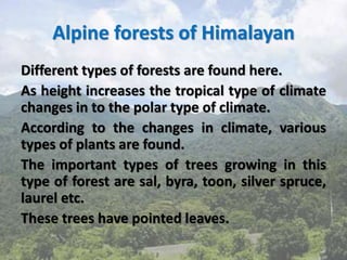 Alpine forests of Himalayan
Different types of forests are found here.
As height increases the tropical type of climate
changes in to the polar type of climate.
According to the changes in climate, various
types of plants are found.
The important types of trees growing in this
type of forest are sal, byra, toon, silver spruce,
laurel etc.
These trees have pointed leaves.
 