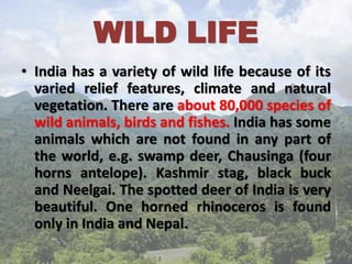 WILD LIFE
• India has a variety of wild life because of its
varied relief features, climate and natural
vegetation. There are about 80,000 species of
wild animals, birds and fishes. India has some
animals which are not found in any part of
the world, e.g. swamp deer, Chausinga (four
horns antelope). Kashmir stag, black buck
and Neelgai. The spotted deer of India is very
beautiful. One horned rhinoceros is found
only in India and Nepal.
 