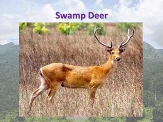 Swamp Deer
 
