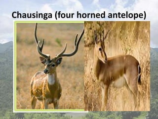 Chausinga (four horned antelope)
 