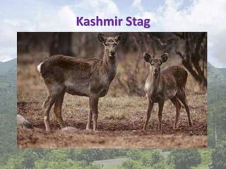 Kashmir Stag
 