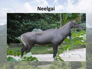 Neelgai
 