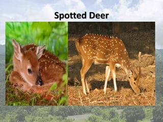 Spotted Deer
 