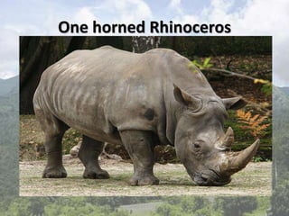 One horned Rhinoceros
 