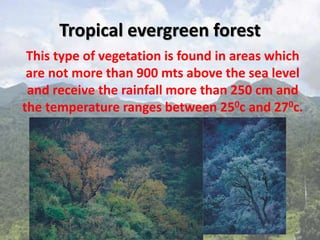 Tropical evergreen forest
This type of vegetation is found in areas which
are not more than 900 mts above the sea level
and receive the rainfall more than 250 cm and
the temperature ranges between 250c and 270c.
 