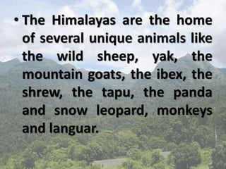 • The Himalayas are the home
of several unique animals like
the wild sheep, yak, the
mountain goats, the ibex, the
shrew, the tapu, the panda
and snow leopard, monkeys
and languar.
 