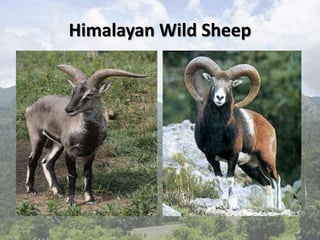 Himalayan Wild Sheep
 