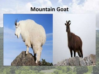 Mountain Goat
 