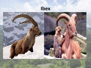 Ibex
 