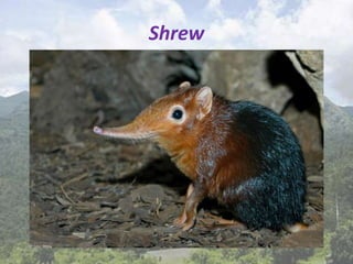 Shrew
 