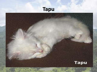 Tapu
 
