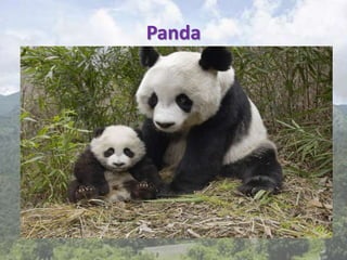 Panda
 