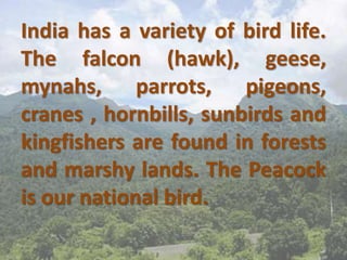 India has a variety of bird life.
The falcon (hawk), geese,
mynahs, parrots, pigeons,
cranes , hornbills, sunbirds and
kingfishers are found in forests
and marshy lands. The Peacock
is our national bird.
 