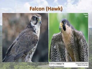 Falcon (Hawk)
 